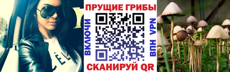 купить наркоту  Кизилюрт  Псилоцибиновые грибы Psilocybine cubensis 